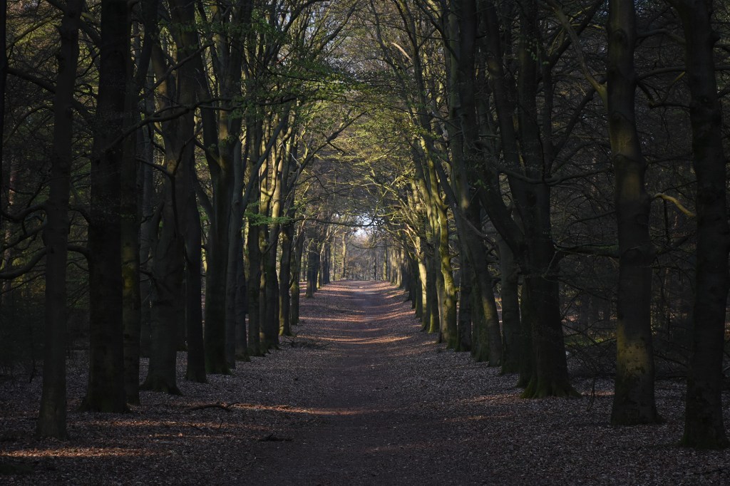 Puukäytävä Utrechtse Heuvelrugin kansallispuistossa