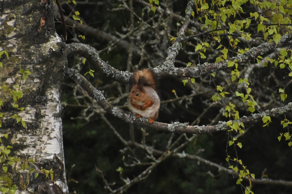 Orava koivun oksalla