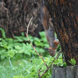 Oravien leikkiä kotipihan puissa