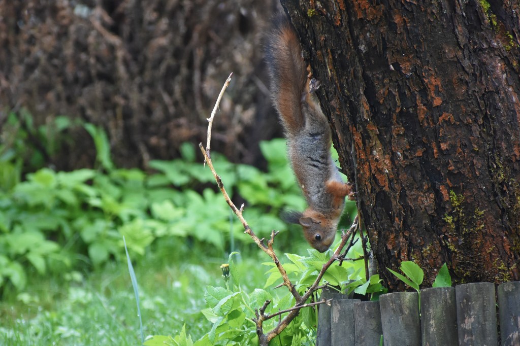 Oravanpoikanen kurkottaa alas