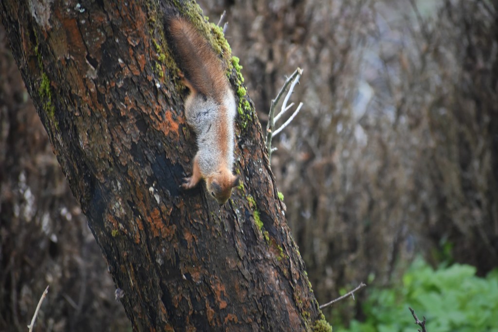 Oravanpoikanen omenapuun rungolla