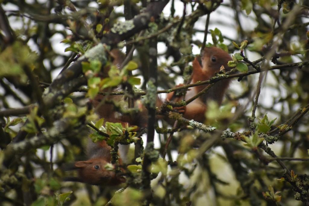 Oravanpoikaset leikkivät omenapuun oksilla