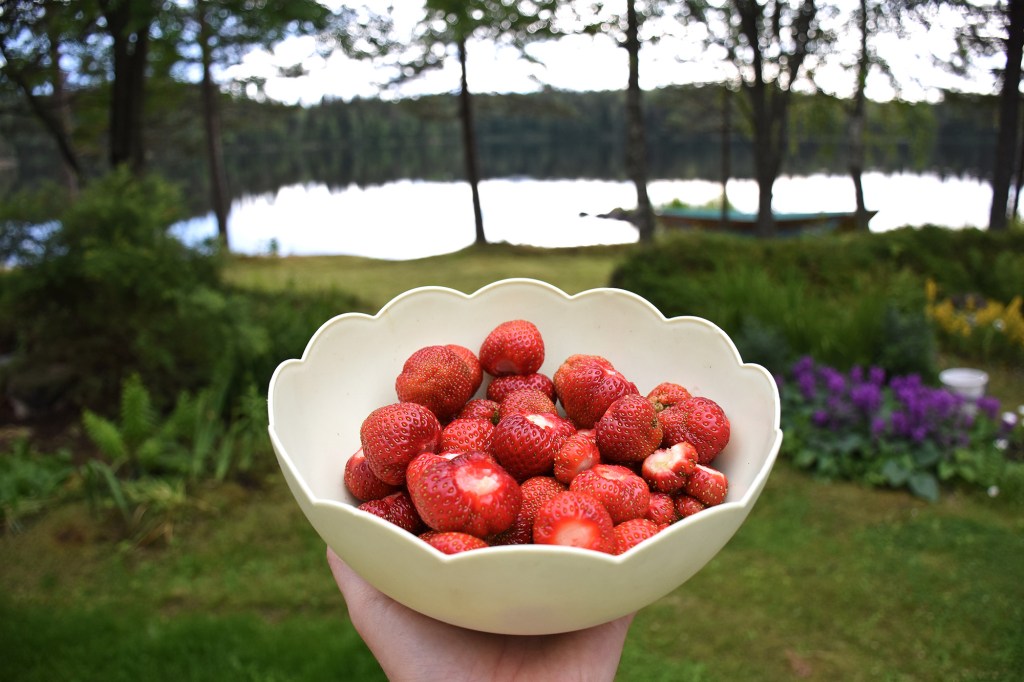 Kesän mansikkasatoa mökkipihalta