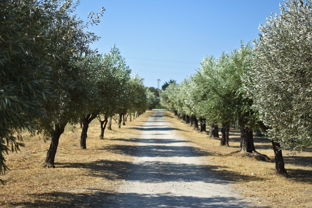 Oliivipuita rivissä