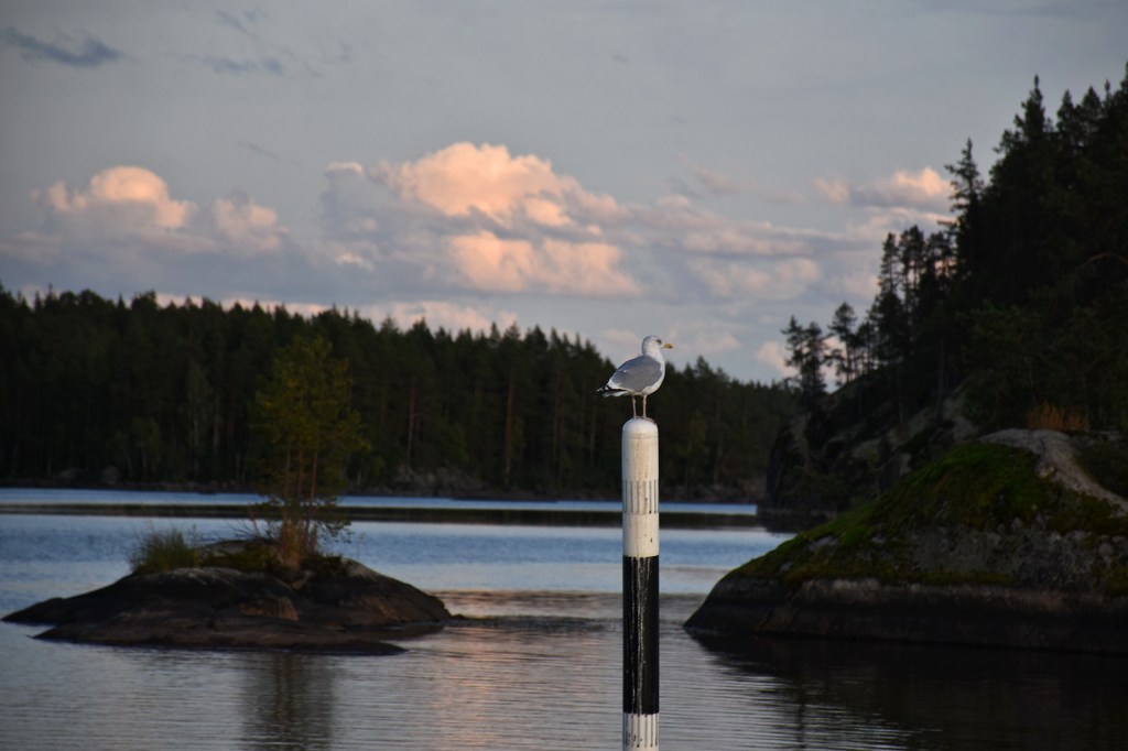 Lokki väylämerkin päällä