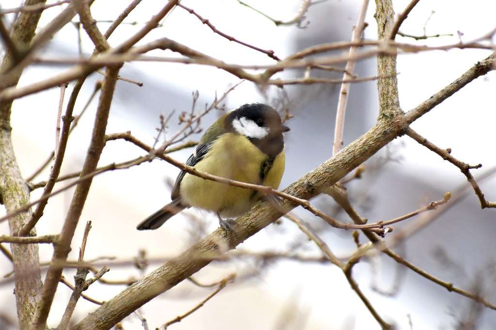 Talitiainen talviaamuna