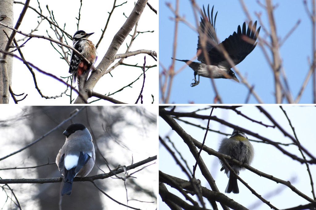 Talvilintuja ja ensibongauksia