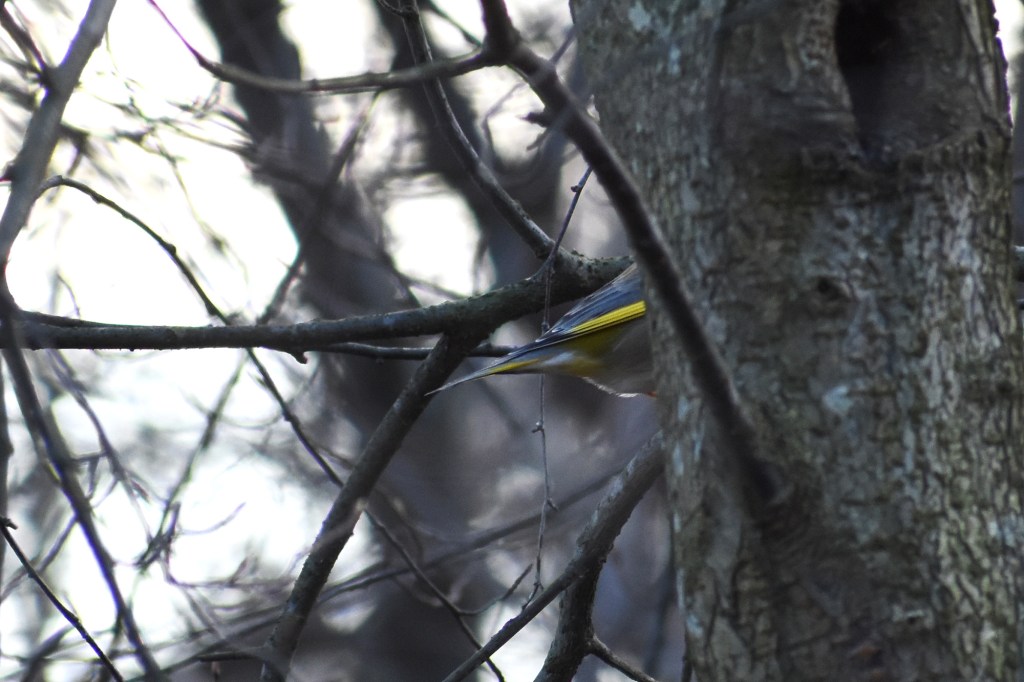 Viherpeipon pyrstösulat