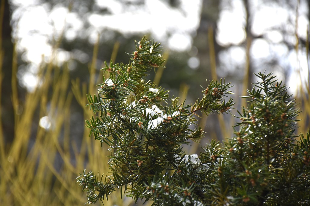 Huhtikuista lunta marjakuusen oksilla