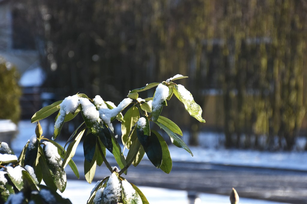 Lunta alppiruusun lehdillä