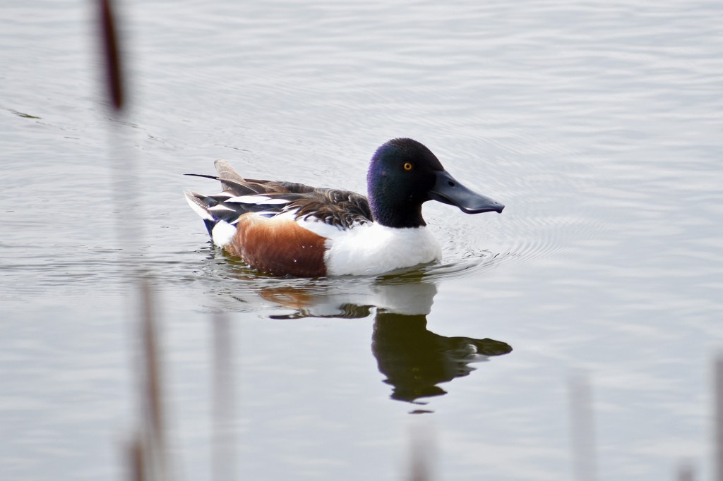 Lapasorsakoiras Suomenojalla
