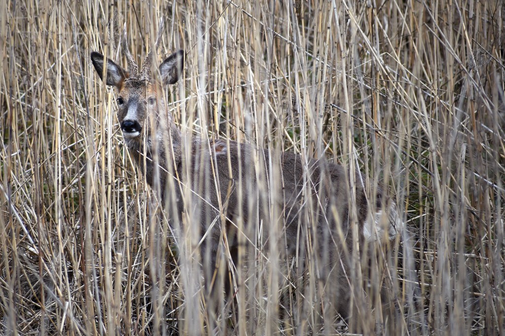 Metsäkauris Suomenojalla