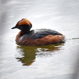 Linturetki Suomenojan lintualtaalle