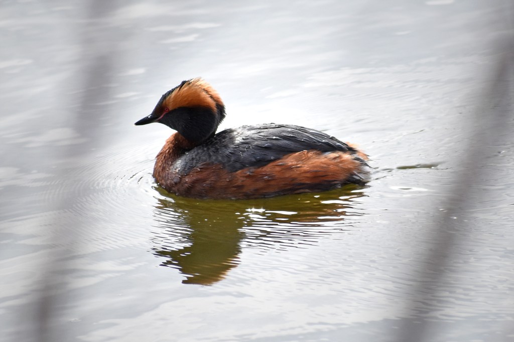Mustakurkku-uikku Suomenojalla