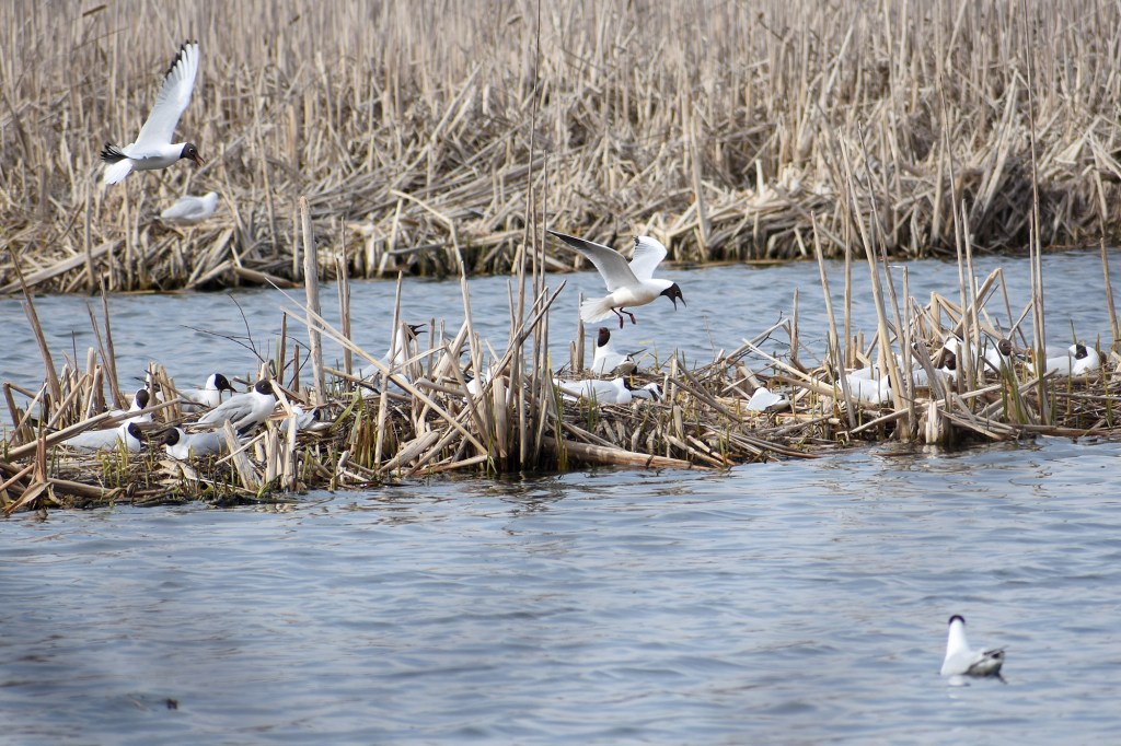 Naurulokit Suomenojan lintualtaalla