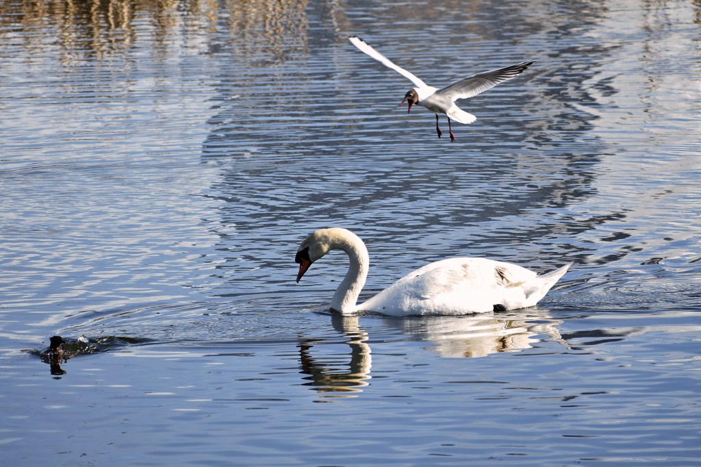 Naurulokki hyökkää kyhmyjoutsenen kimppuun, mustakurkku-uikku pakenee alta