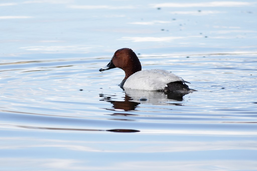 Punasotkakoiras Suomenojan lintualtaalla