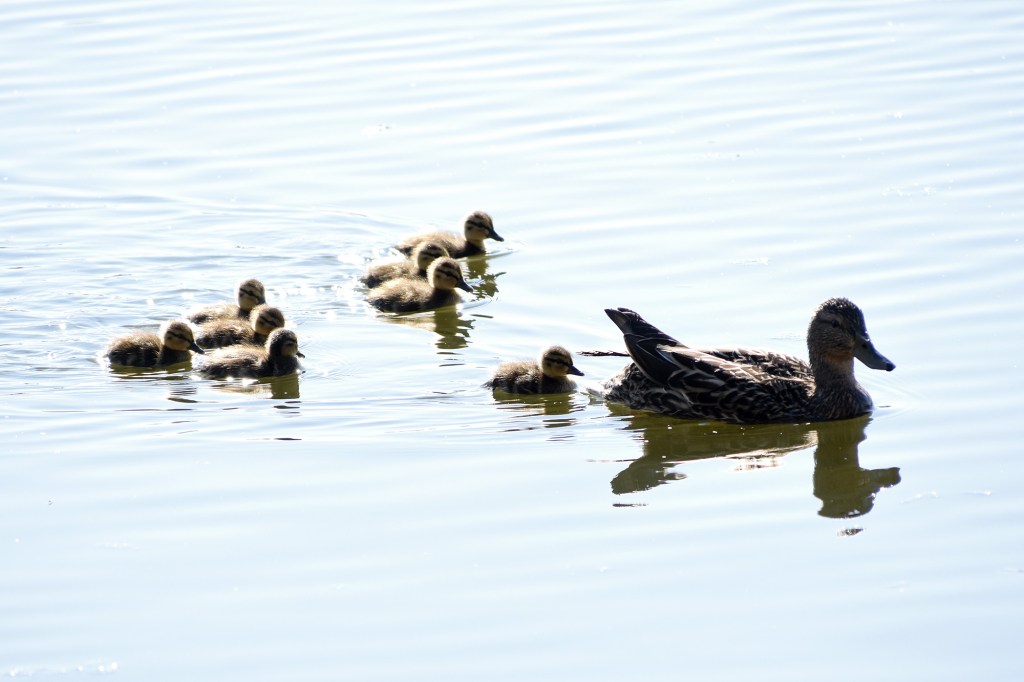 Sinisorsanaaras ja poikaset