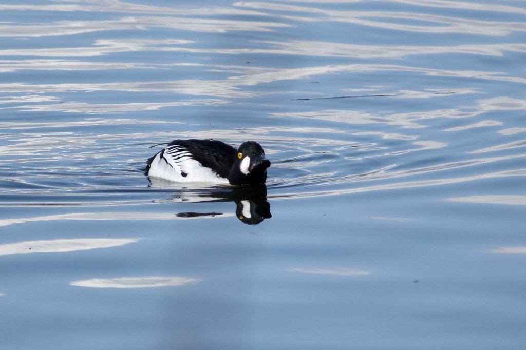 Telkkäkoiras yrittää houkutella naarasta