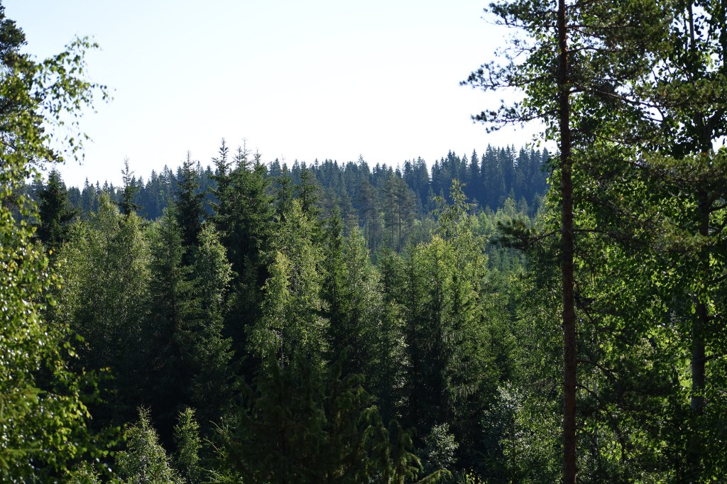 Metsämaisema mökkipatikoinnin taukopaikalta