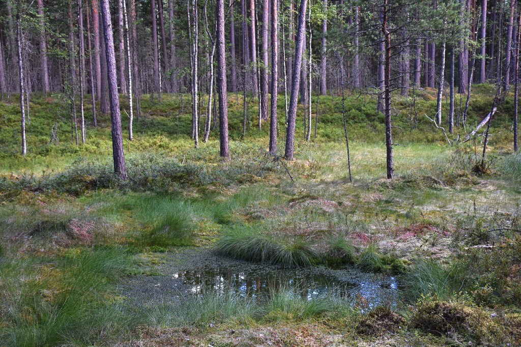 Harjupolun soistunut suppalampi