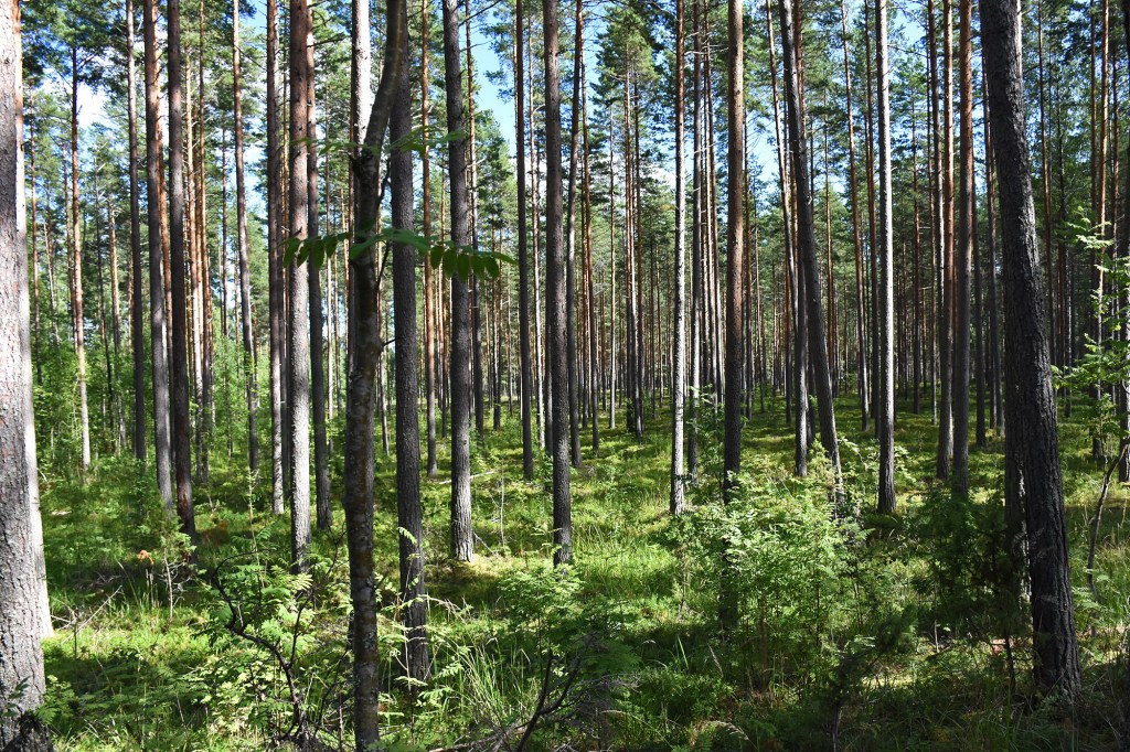Harjupolun itäinen puoli