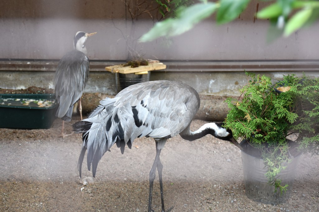 Kurki ja harmaahaikara