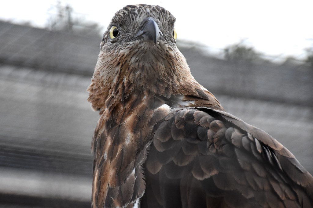 Mehiläishaukka Heinolan Lintutarhassa