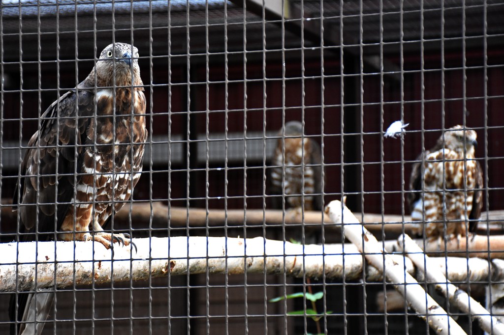 Mehiläishaukkoja Heinolan Lintutarhassa