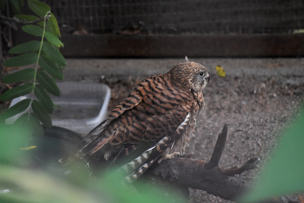 Siipirikko tuulihaukka Heinolan Lintutarhassa