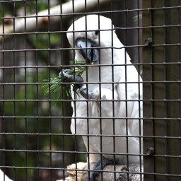 Lintutietoutta ja eksotiikkaa Heinolan Lintutarhassa