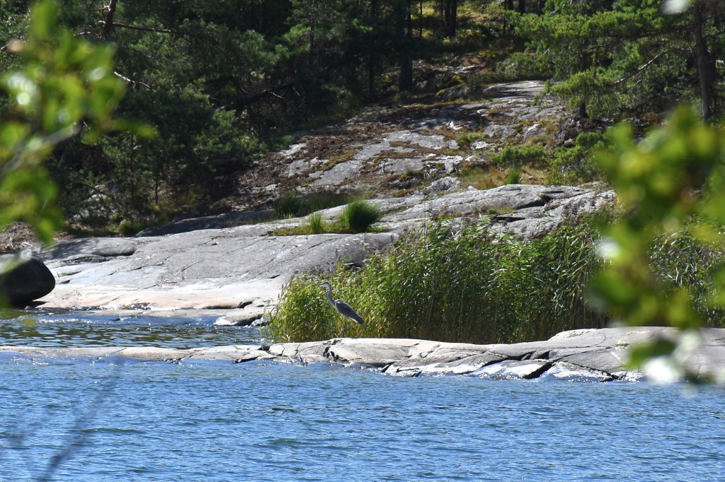 Harmaahaikara Porkkalanniemen rantakalliolla