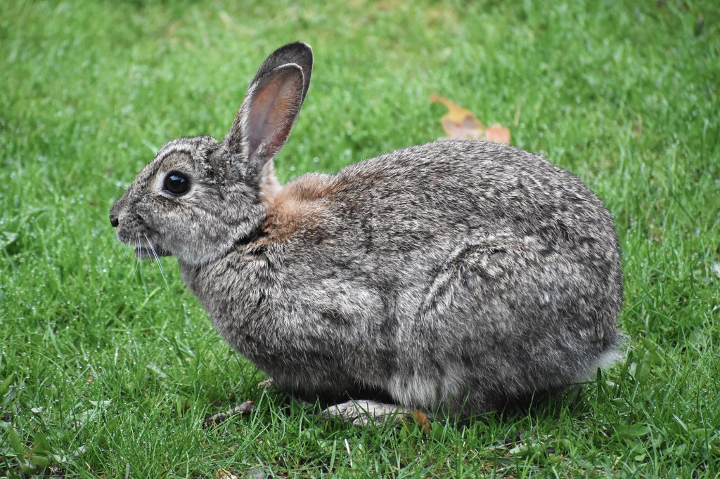 Cityjänis takapihalla