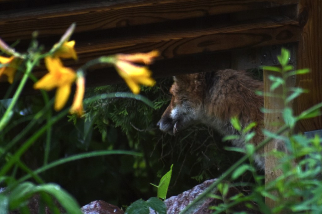 Ketulla lintu suussa
