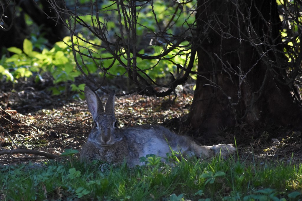 Metsäjänis ottaa iisisti