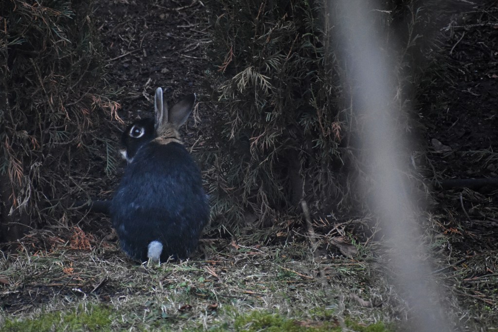 Musta cityjänis takapihalla