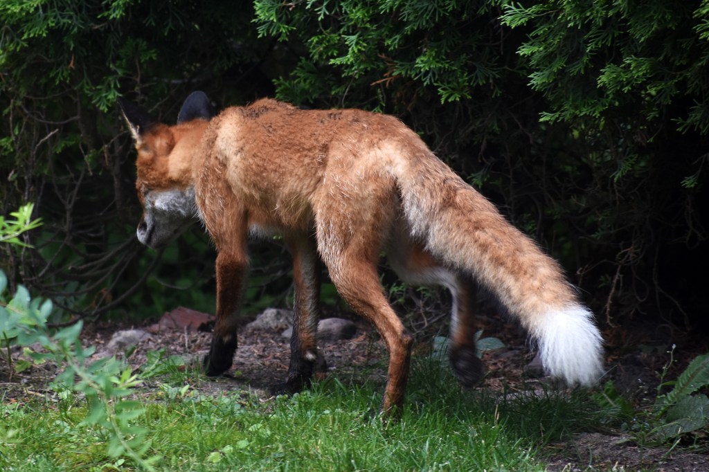 Takapihan kettu aamulenkillään