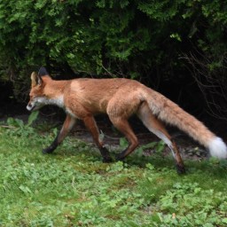 Kotipihan kettu ja muita eläimiä