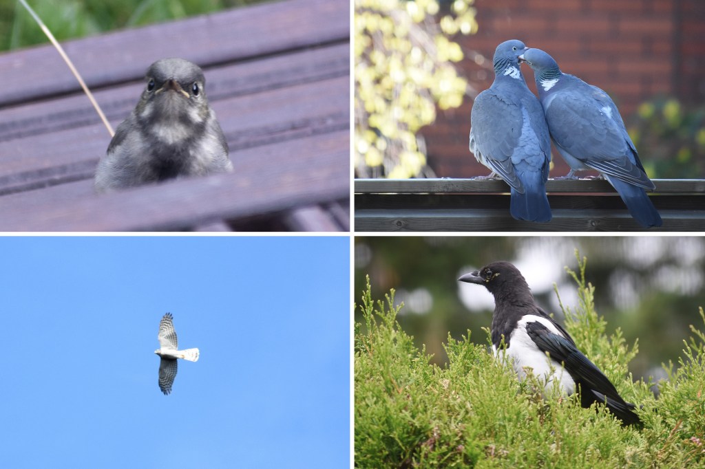 Takapihan lintuja: västäräkin poikanen, sepelkyyhkyt, kanahaukka ja harakka