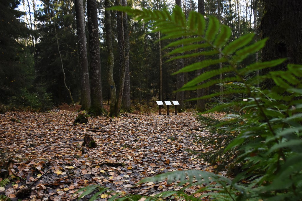 "Haapaneuvoston helmassa"-rasti