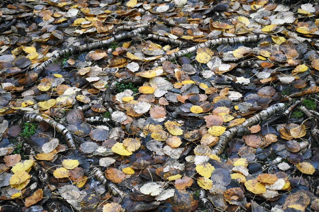 Haapojen pintajuurakkoa