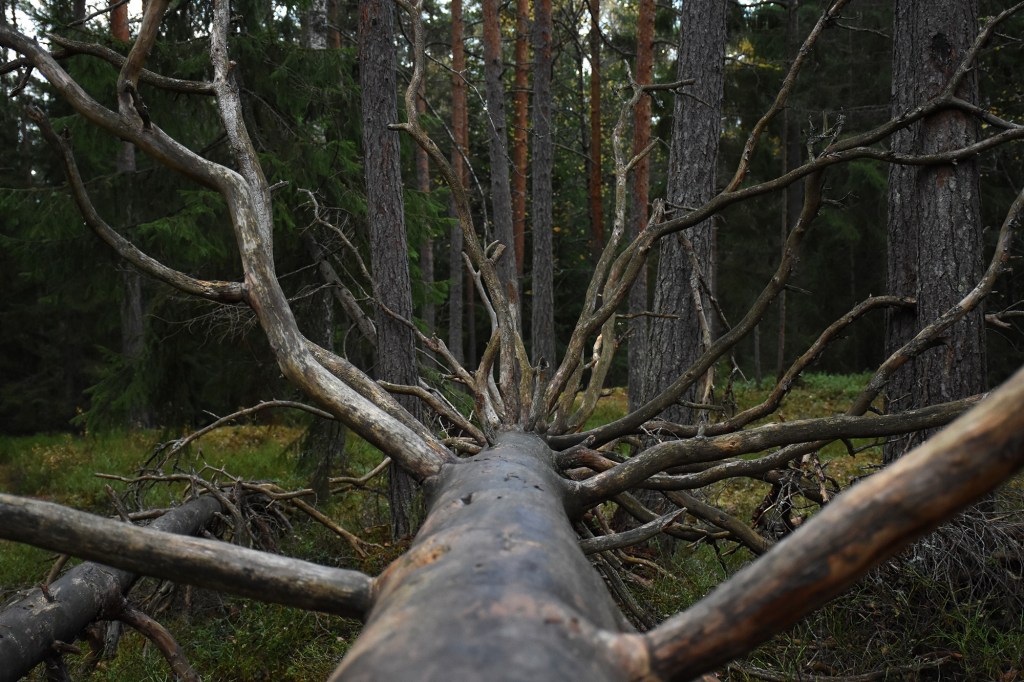 "Kelon kaari"-tehtävä terveysluontopolulla