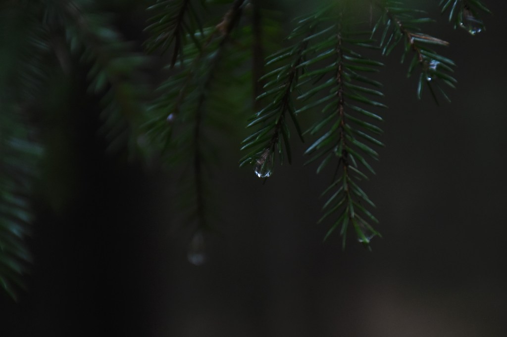 Vesipisara kuusen oksan