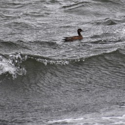 Vuoden viimeinen linturetki Lauttasaaren Kokkokalliolle