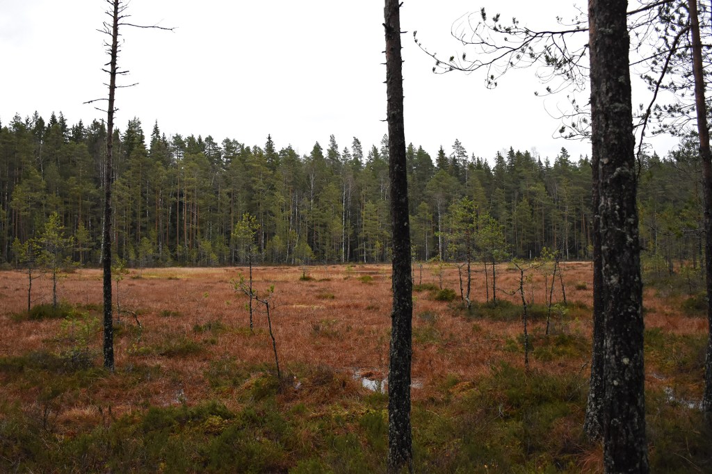 Haaversopakon suo Kaarniaispolun varrella