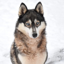 Vierailu Shaman Huskies -huskytarhalla