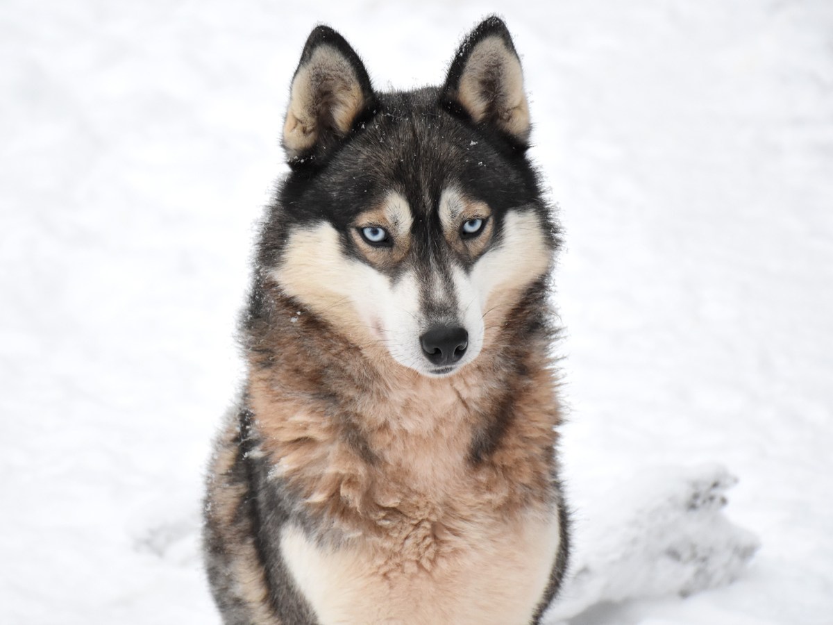 Vierailu Shaman Huskies -huskytarhalla