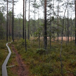 Syksyinen Kaarniaispolku Nuuksion kansallispuistossa