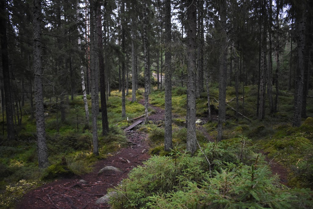 Metsäpolku ja pieni puro Kaarniaispolun varrella