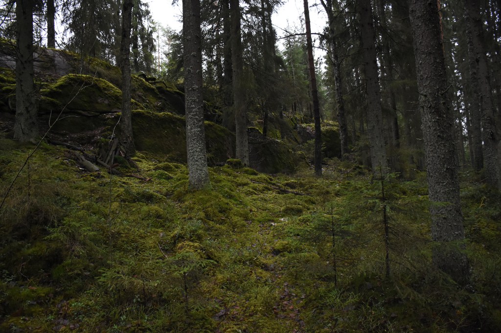 Taikametsää Kaarniaispolun varrella